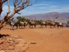 Eselzug mit Verpflegung für das Camp unten im Canyon