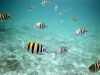 Viele Fische!