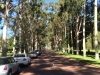 Allee auf dem Weg zum Kings Park