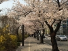 Kirschblüten in Yeouido